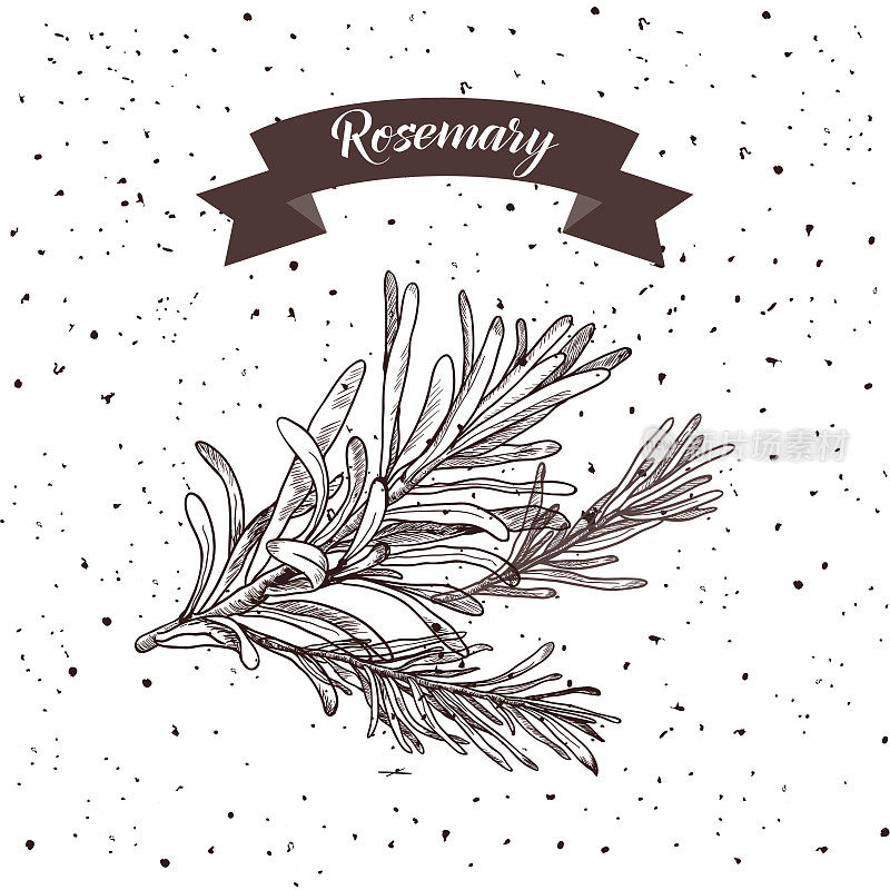 Rosemary. Herb and spice label. Engraving illustrations for tags. Vector sketches of vegan food.